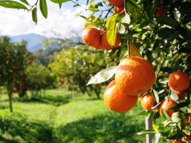 Цената на портокаловия сок се изстреля в космоса