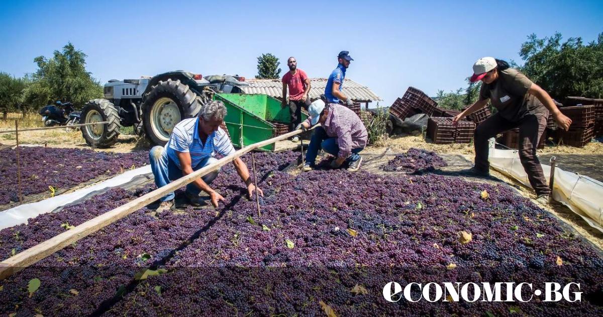 Гръцката фраза “siga, siga, означаваща бавно, бавно“, се отнася до