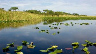 Флорида изгражда най-големия проект за възстановяване на околната среда в света