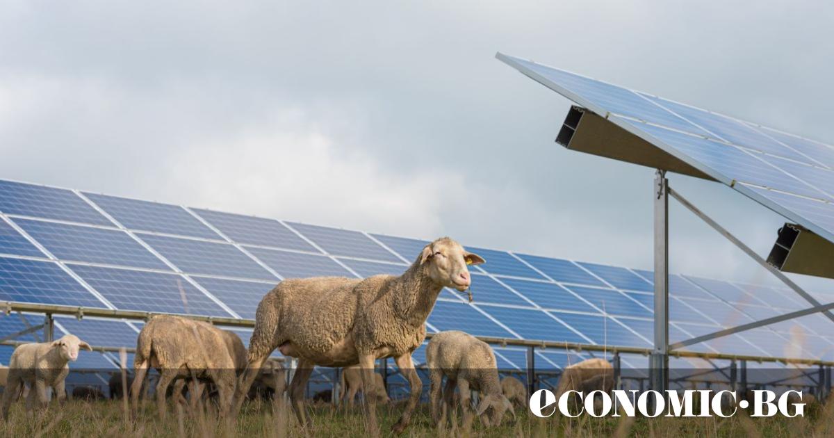 Над 6000 овце ще пасат на 4100 акра слънчева земя