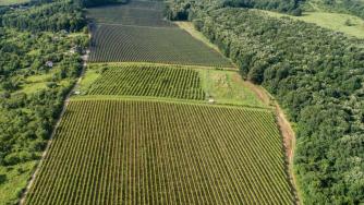 Седмични бизнес новини: Семейна изба възражда забравен винен сорт; Шанс за бизнеса в Северозапада