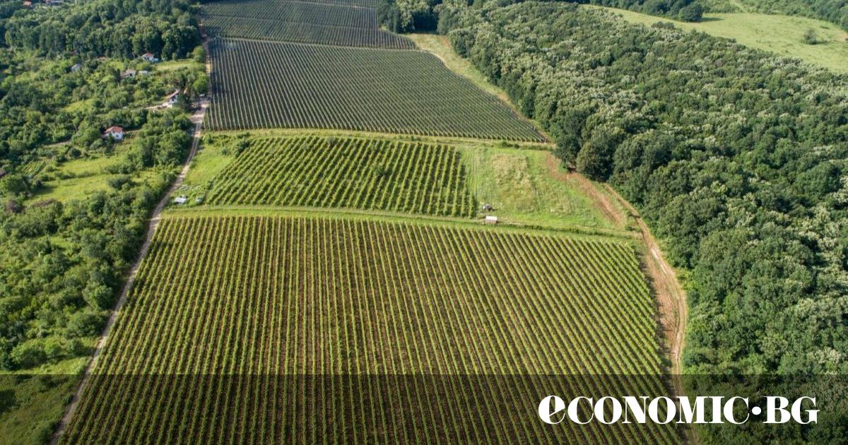 От любов“: Малка семейна изба възражда винения сорт Врачанска теменуга“Да