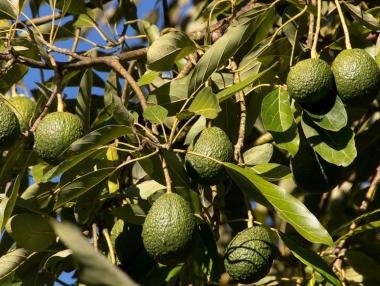 Тъмната икономика на авокадото