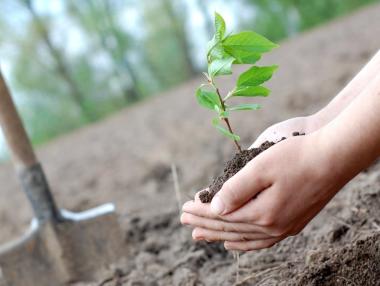 Гората на мравките: Китайската игра, целяща да насърчи екосъобразното поведение