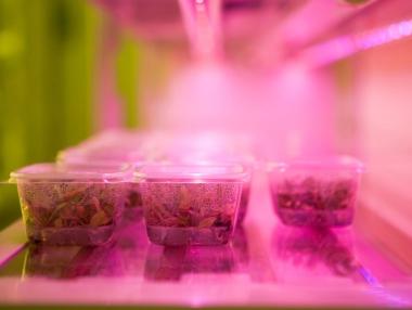 Предстои ново поскъпване на еднократните пластмасови кутии за храна