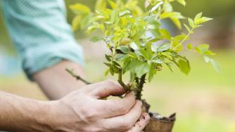 С разбиване на плочките си Нидерландия преминава от сиво към зелено