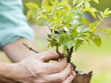 С разбиване на плочките си Нидерландия преминава от сиво към зелено