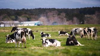 Бизнесът с въглеродни кредити в земеделието набира популярност в България