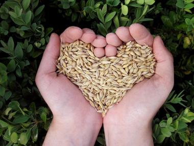 Още за храната и семената