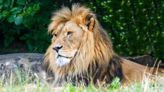 Бабананго: Новата сафари дестинация в Южна Африка