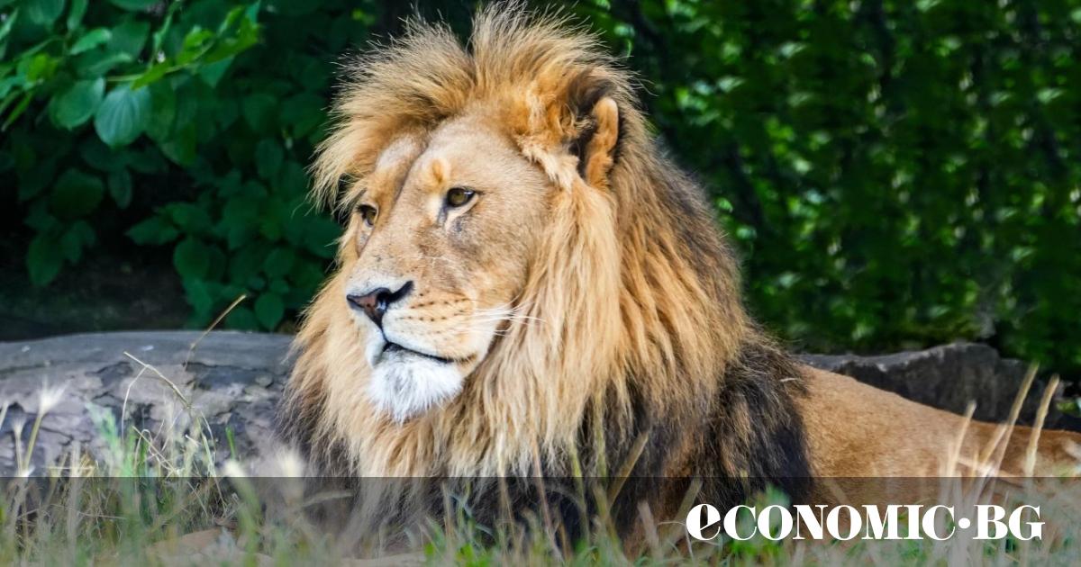 Първите слънчеви лъчи на деня се процеждат между дърветата и