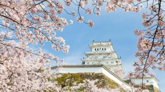 97-годишният пазител на японските вишни