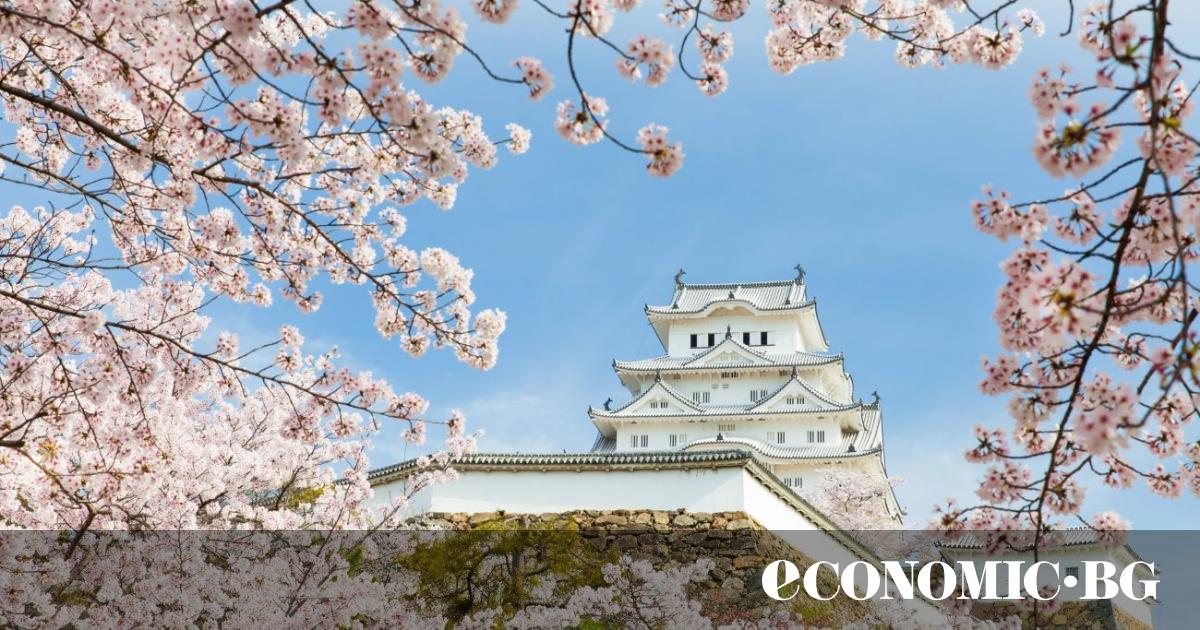 Всяка пролет, по време на сезона на сакурата (розови вишневи