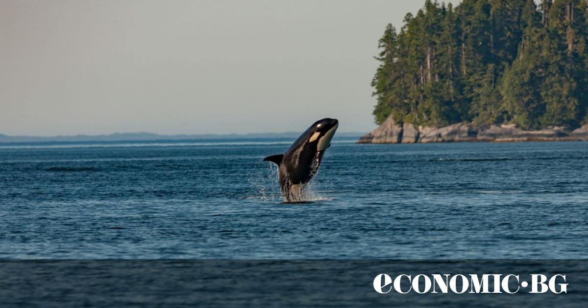 Когато изследователят Джаред Тауърс поставя подводните си камери, за да