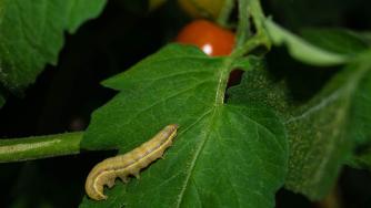 Чуват ли животните звуци от растенията?