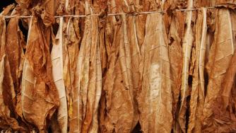 Как високите акцизи върху тютюна стимулират незаконната търговия