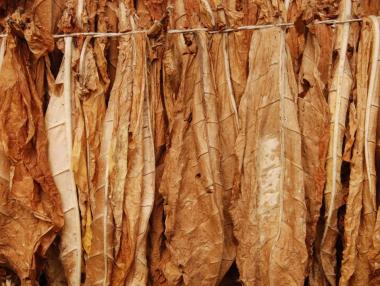 Как високите акцизи върху тютюна стимулират незаконната търговия