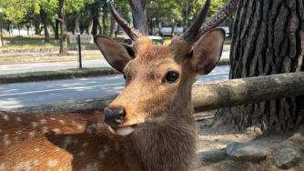 Посещение в японското царство на елените