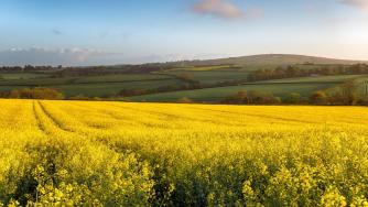 Как цветя извличат жизненоважни метали от почвата