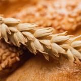 След 32 години на пазара: Най-големият зърнен търговец в Добруджа фалира