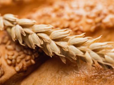 След 32 години на пазара: Най-големият зърнен търговец в Добруджа фалира