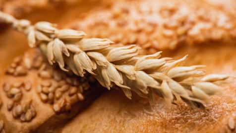 След 32 години на пазара: Най-големият зърнен търговец в Добруджа фалира