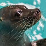 Ролята на изкуствения интелект в изследването на човешката следа върху тюлените