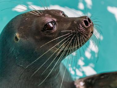 Ролята на изкуствения интелект в изследването на човешката следа върху тюлените