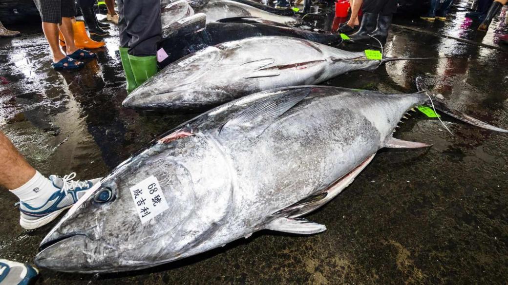 Риба тон беше продадена за рекордните €2.8 млн. на пазара в Токио