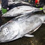 Риба тон беше продадена за 2.8 млн. евро на пазара в Токио