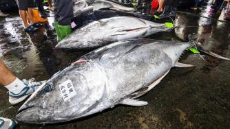 Риба тон беше продадена за рекордните €2.8 млн. на пазара в Токио