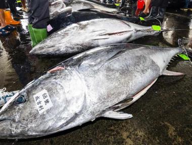 Риба тон беше продадена за рекордните €2.8 млн. на пазара в Токио