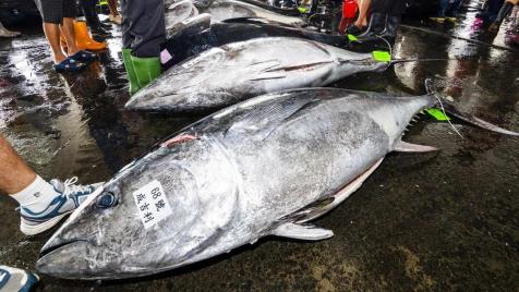 Риба тон беше продадена за 2.8 млн. евро на пазара в Токио