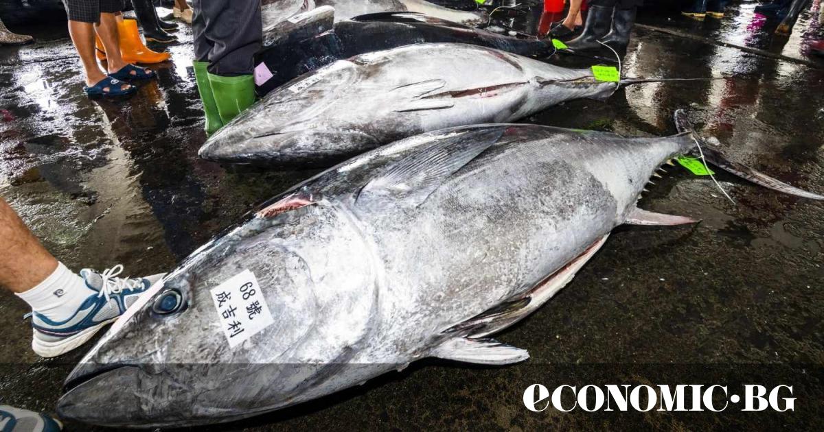 Огромна 243-килограмова синя риба тон беше продадена за рекордните 510