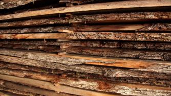 България отчита рекорден срив в добива на дървесина през 2025 г.