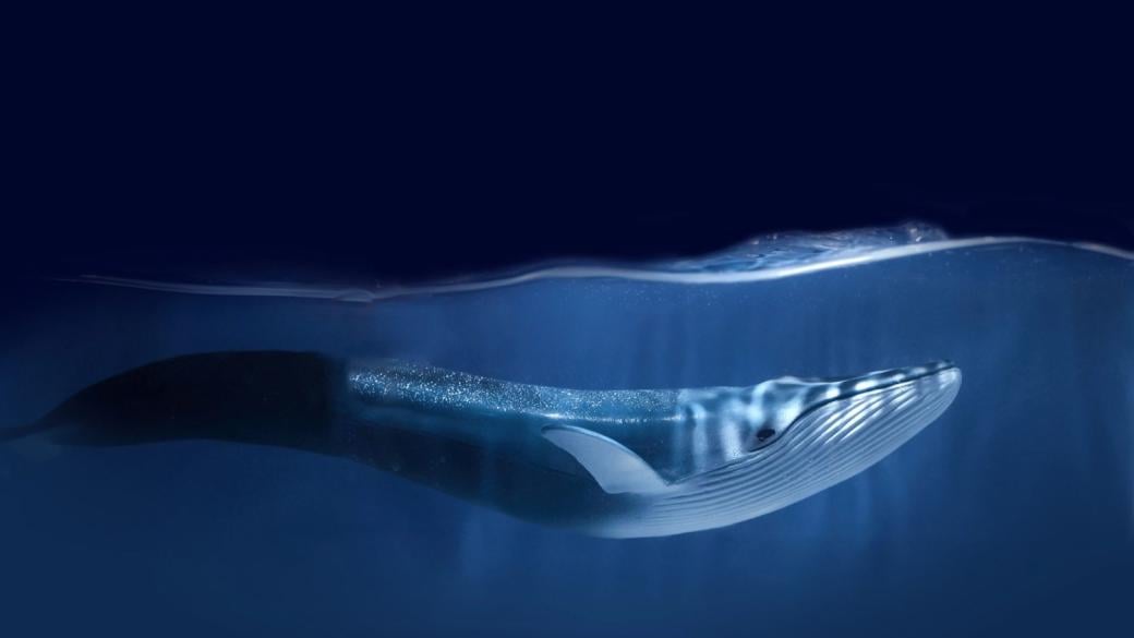 Договорът за открито море влезе в сила. Но достатъчен ли е да спаси океаните?