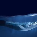 Договорът за открито море влезе в сила. Но достатъчен ли е да спаси океаните?