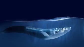 Договорът за открито море влезе в сила. Но достатъчен ли е да спаси океаните?