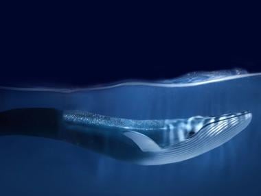 Договорът за открито море влезе в сила. Но достатъчен ли е да спаси океаните?