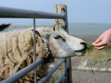 Новата селскостопанска политика на Европа крие рискове