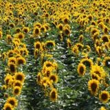 Спешна инжекция от Брюксел: 7.4 млн. евро идват при българските фермери заради сушата