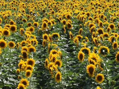 Спешна инжекция от Брюксел: 7.4 млн. евро идват при българските фермери заради сушата