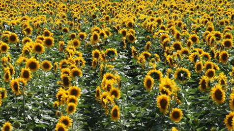 Спешна инжекция от Брюксел: 7.4 млн. евро идват при българските фермери заради сушата