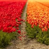 Къде в Нидерландия са най-красивите полета с лалета?