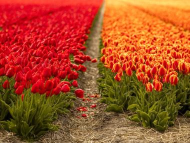 Къде в Нидерландия са най-красивите полета с лалета?