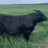 Български производител модернизира месодайната си базата в с. Доктор Йосифово