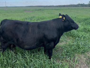 Български производител модернизира месодайната си базата в с. Доктор Йосифово