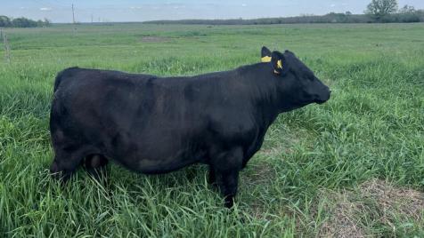 Български производител модернизира месодайната си базата в с. Доктор Йосифово