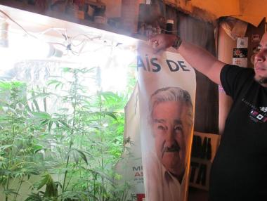 Уругвай отлага за 2015 г. свободната продажба на марихуана