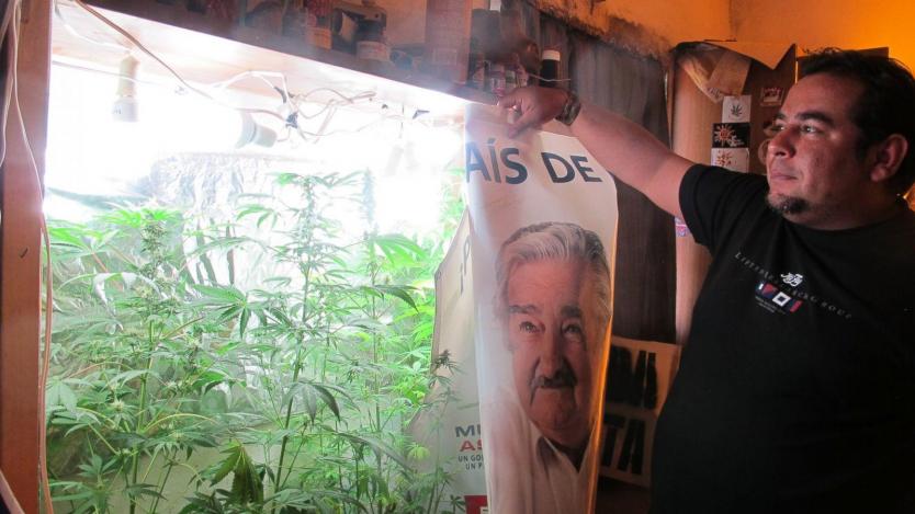 Уругвай отлага за 2015 г. свободната продажба на марихуана